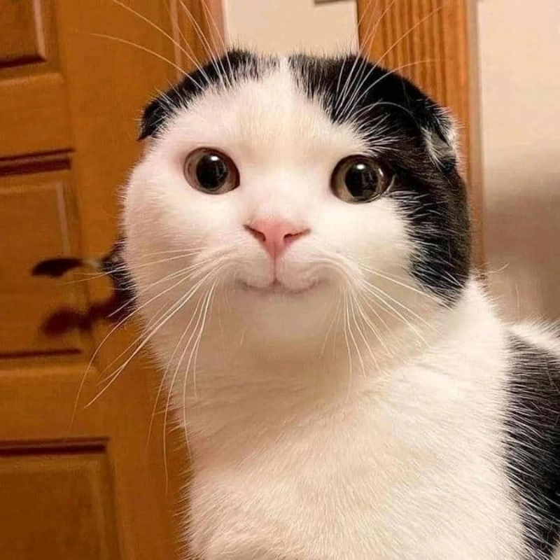 Ảnh hài meme mèo cười cực kỳ sinh động và dễ thương