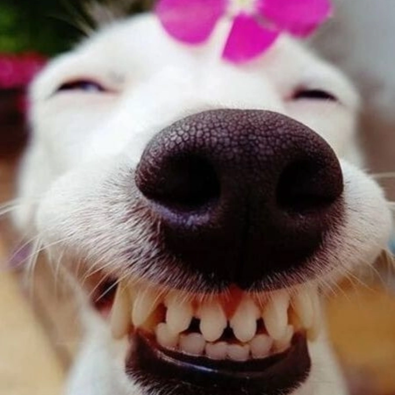 Chó cười đểu tạo nên trào lưu meme trên các nền tảng mạng xã hội