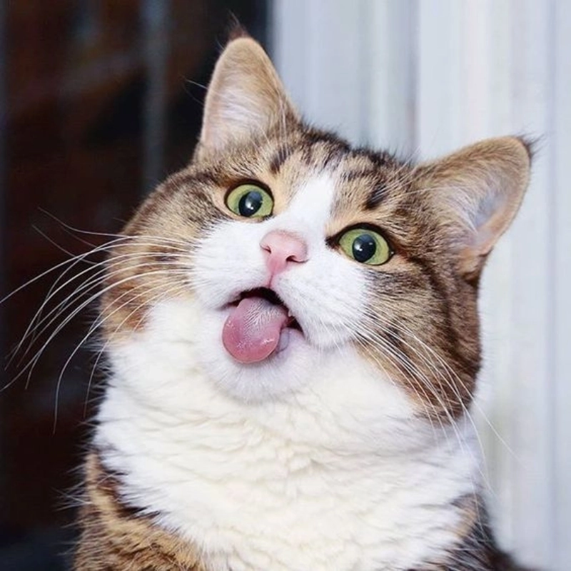 Meme cute ảnh hài hước khi ib khiến crush bật cười