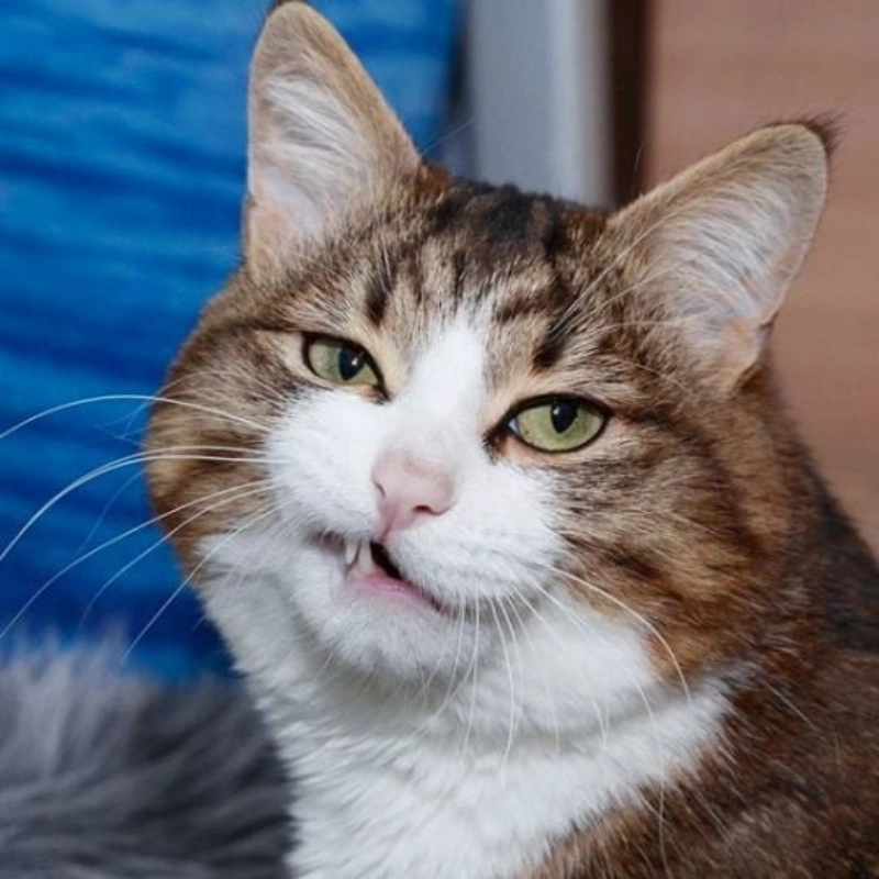 Meme mèo cười đểu với biểu cảm không thể cưỡng lại sự dễ thương