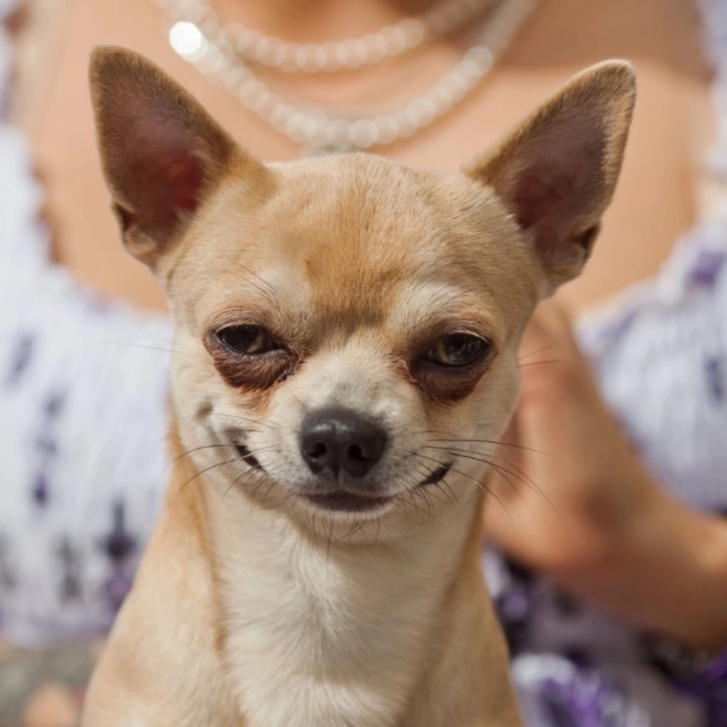 Ảnh hài meme chó cute pha trò khiến tim tan chảy