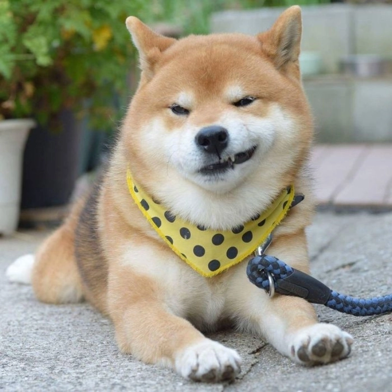 Meme mặt cười đểu mang đến không gian giải trí cực kỳ hài hước