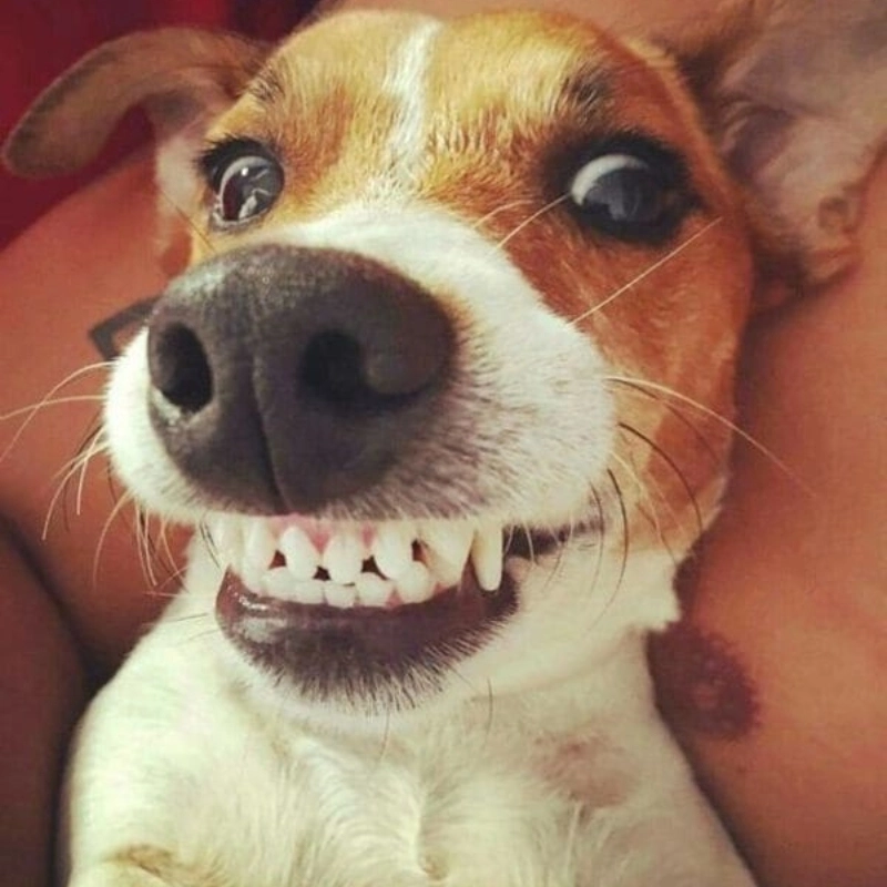 Ảnh hài hước meme chào cậu siêu ngộ nghĩnh và thân thiện