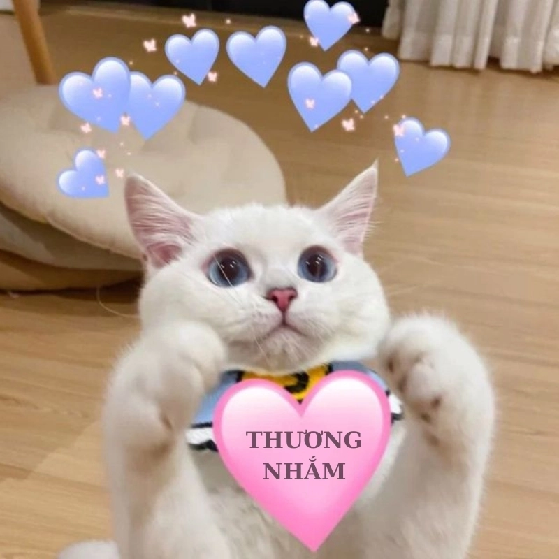 Thả tim ngay với meme hài dễ thương cực lầy và dễ mến