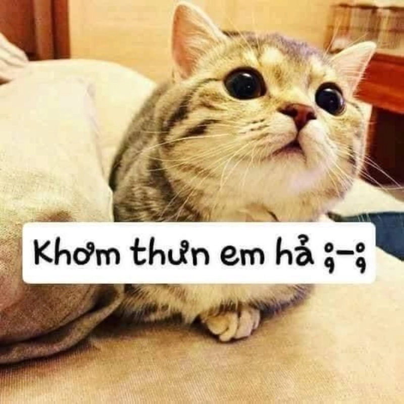 Tuyển tập mèo meme dễ thương cho tín đồ yêu mèo