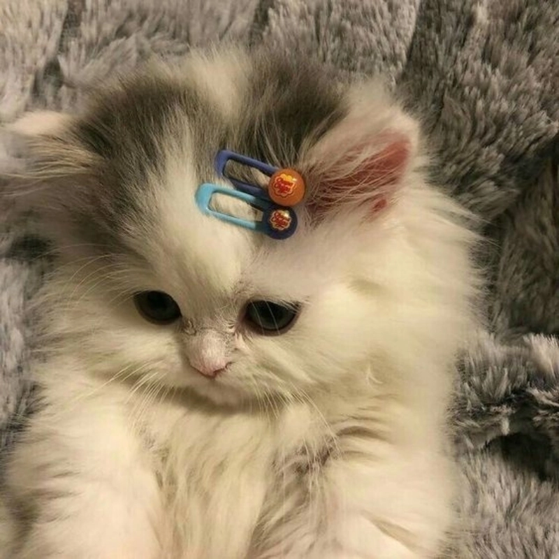 Xem là mê ngay với meme con mèo dễ thương lém lỉnh