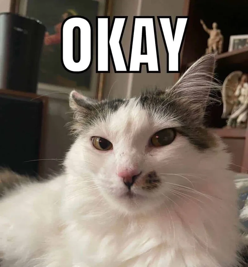 Meme mèo ok cute và hài khó cưỡng