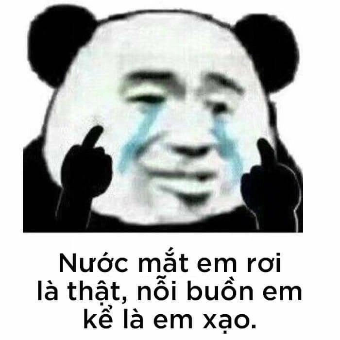 Ảnh meme hài gấu trúc – Biểu cảm đỉnh chóp khiến ai cũng muốn lưu về