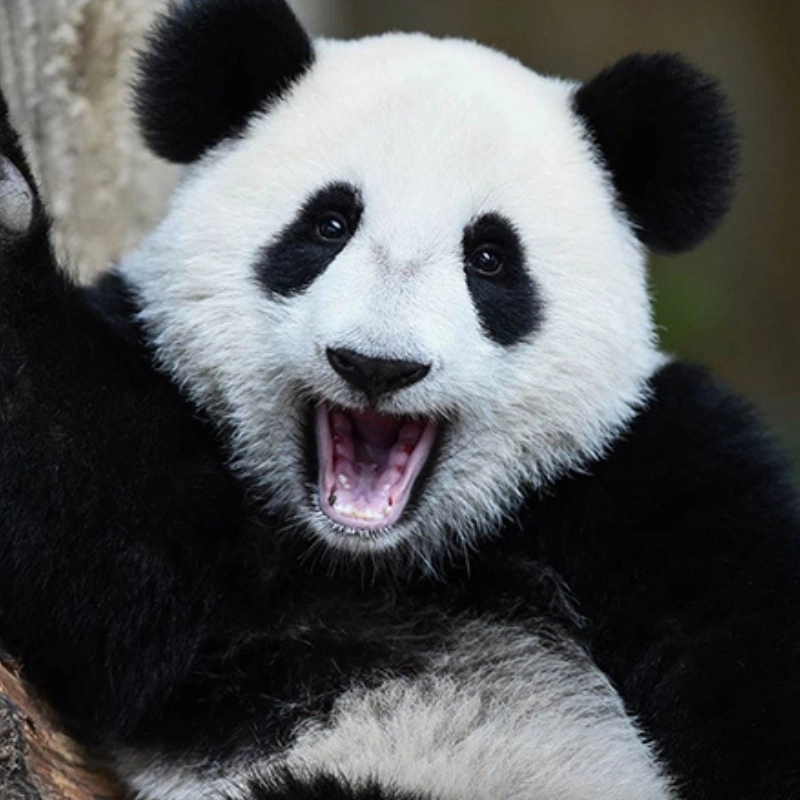 Meme gấu trúc há mồm cute pha lẫn ngáo cười bể bụng