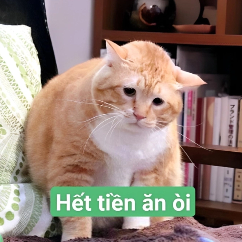 Meme mèo hết tiền với ánh mắt cầu cứu đáng thương