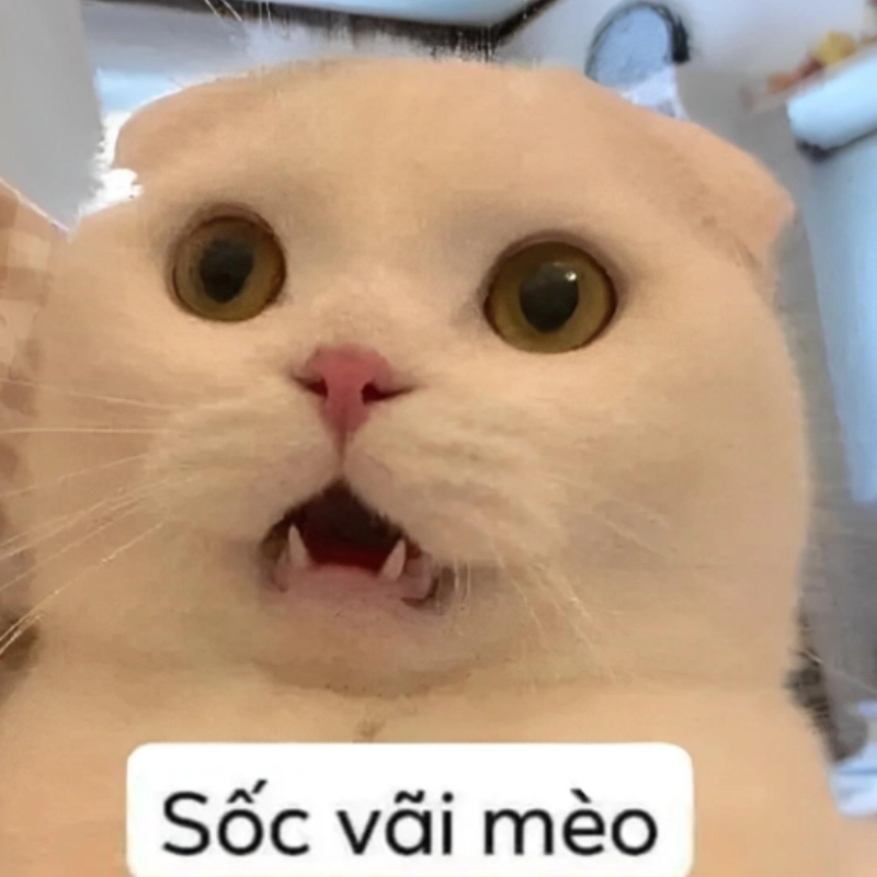Meme hết cách diễn tả sự bất lực tài chính