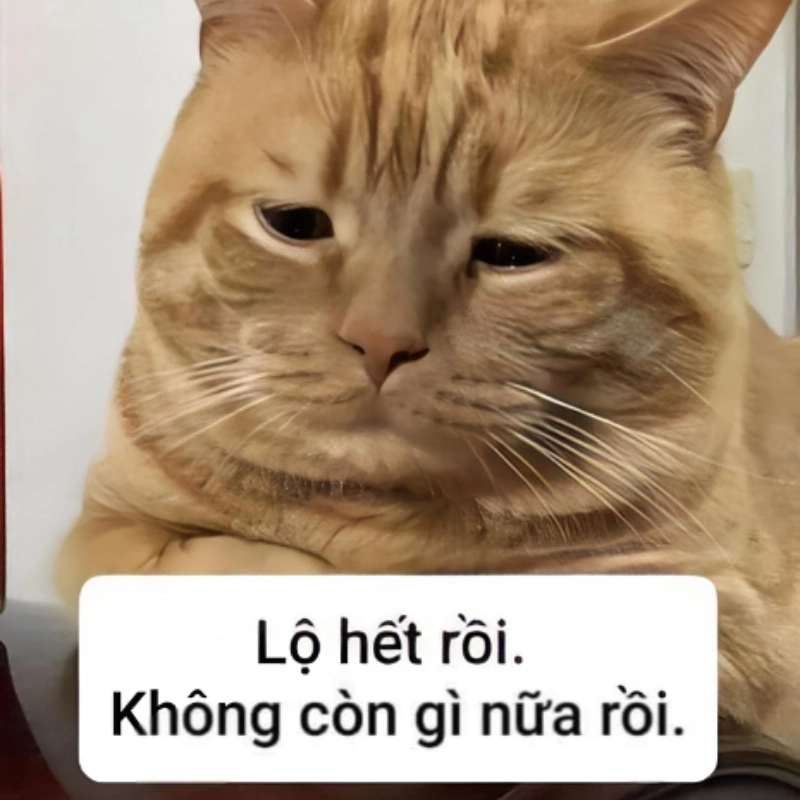 Meme mèo xin tiền với ánh mắt cầu cứu đáng yêu