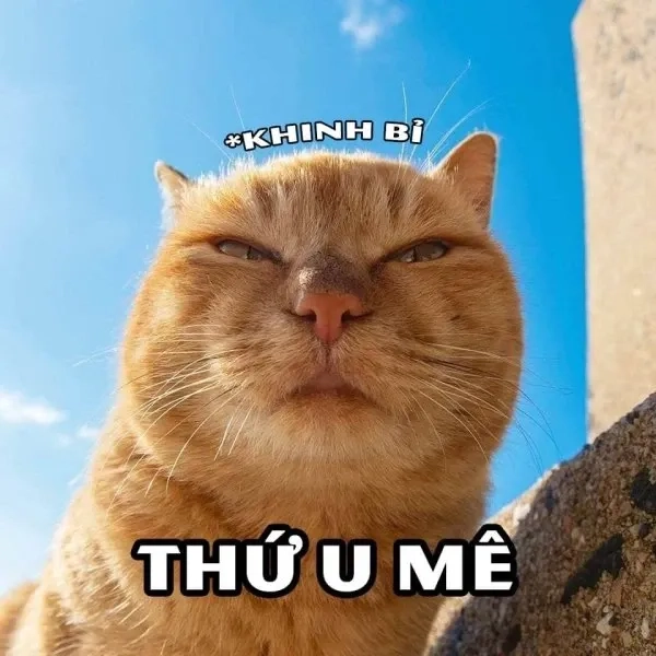 Cười đểu meme khiến ai cũng phải bật cười với sự tinh nghịch đầy hóm hỉnh