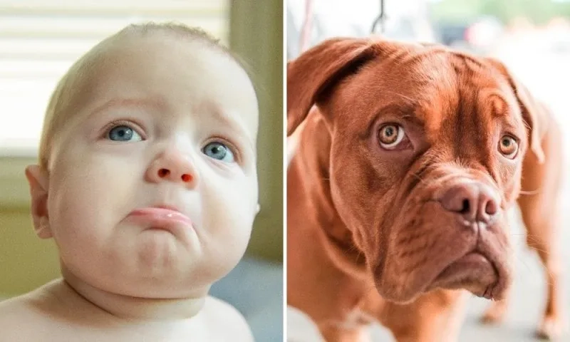 Ảnh chó cười đểu là sự kết hợp hoàn hảo giữa hài hước và đáng yêu