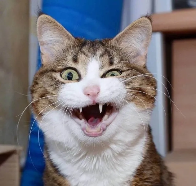 Meme khinh bỉ cực chất, mang lại cảm giác 