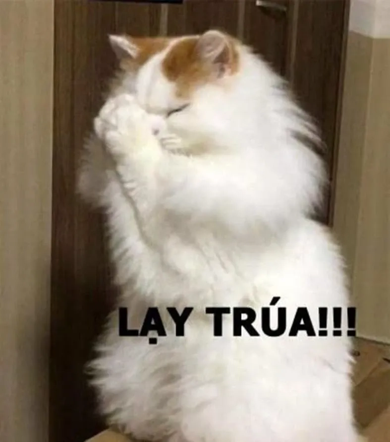 Meme chúa thể hiện sự tôn sùng và sự kính trọng đầy thú vị