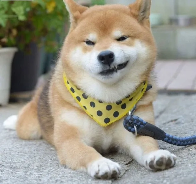 Meme cười trung quốc hài hước kiểu riêng gây nghiện toàn châu Á