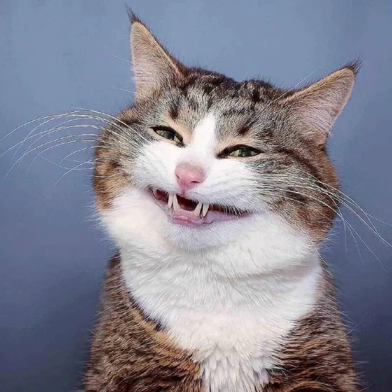 Meme cười ngại ngùng đáng yêu hết nấc không ai nỡ lướt qua