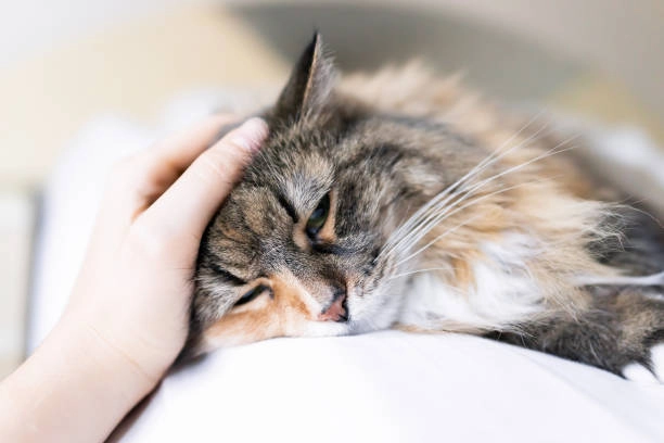 Hình mèo chế cute hài hước và sáng tạo, không thể nhịn cười