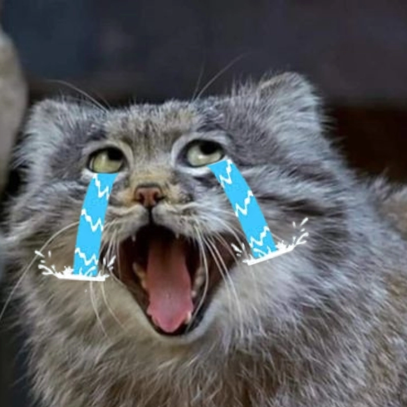 Hình mèo khóc cute với đôi mắt long lanh khiến ai cũng xót xa