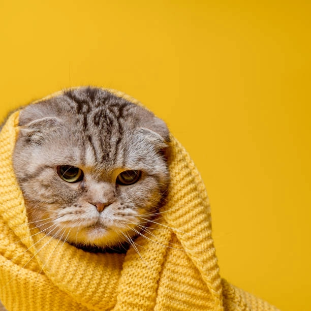 Hình mèo buồn cute khiến trái tim bạn mềm nhũn vì xúc động