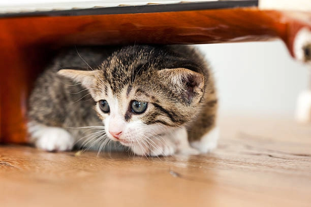 Hình mèo hài hước cute mang lại tiếng cười sảng khoái mỗi ngày