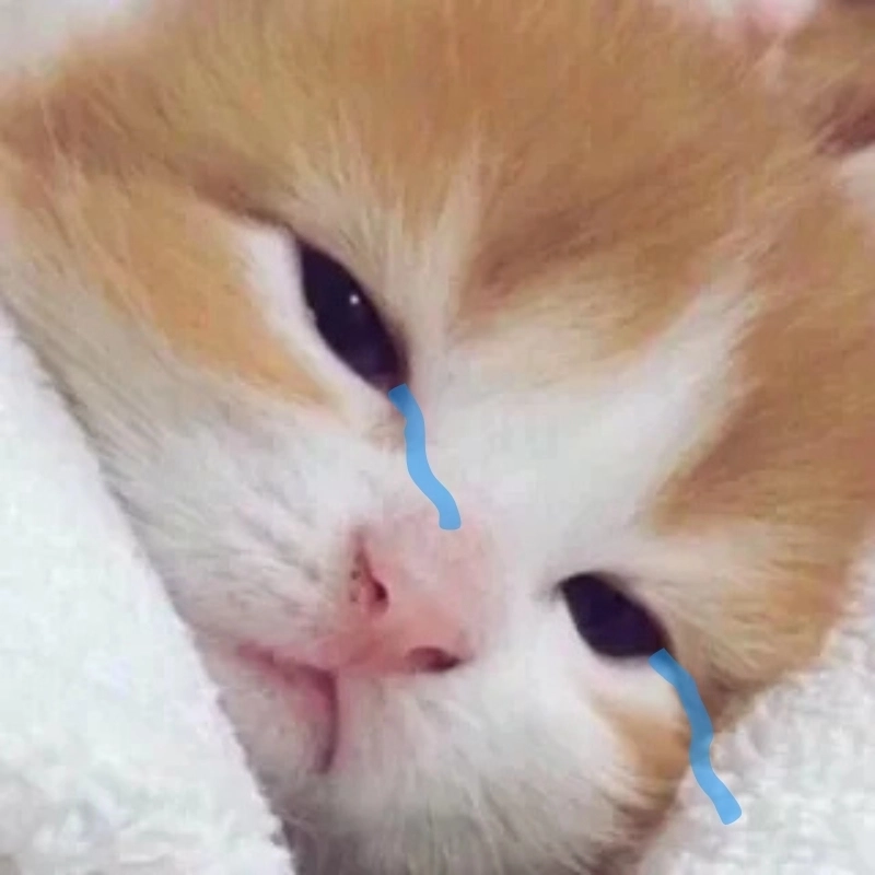 Khóc meme mèo cười khiến bạn vừa thương vừa không nhịn được cười
