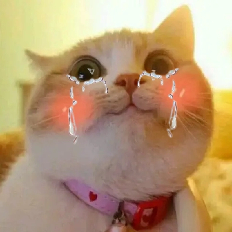 Meme mèo khóc cười là lựa chọn thú vị cho mọi tâm trạng phức tạp