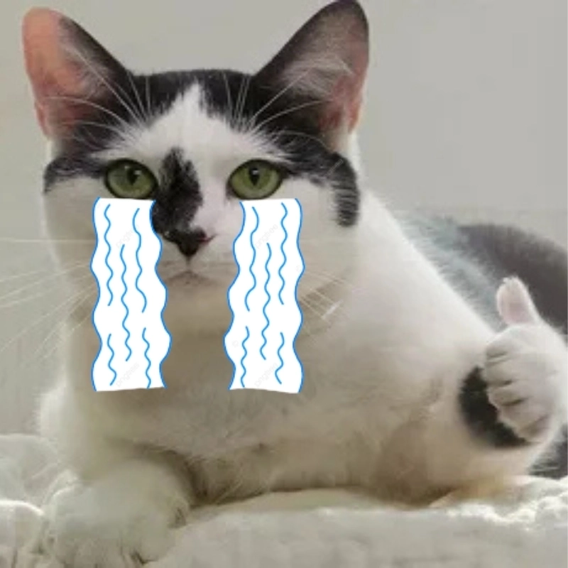 Vô tri meme mèo khóc cute khiến ai cũng phải dừng lại ngắm