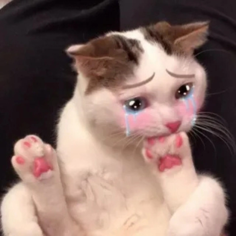 Meo khoc meme mèo bựa thể hiện cảm xúc dở khóc dở cười