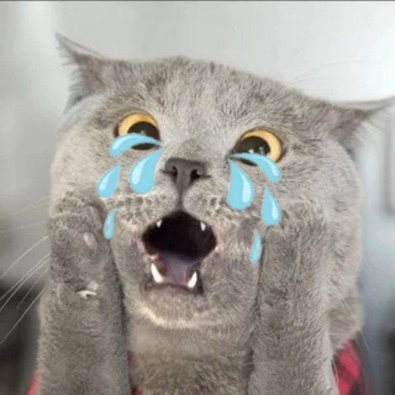Meo khoc ảnh chế meme mèo bựa khiến ai xem cũng phải tag bạn bè