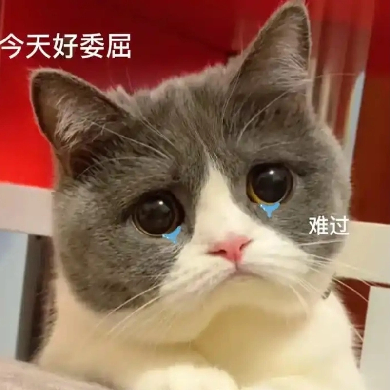 Chú mèo hài meme mèo khóc cute là biểu tượng mạng siêu hot
