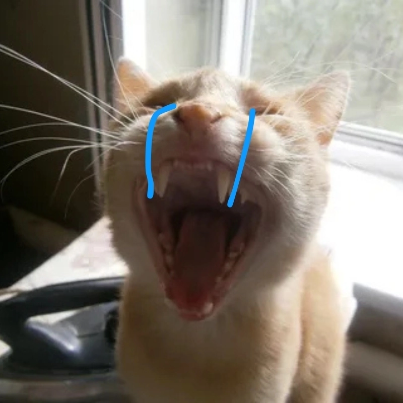 Mèo chuối khóc meme làm ai cũng phải thốt lên vì quá dễ thương