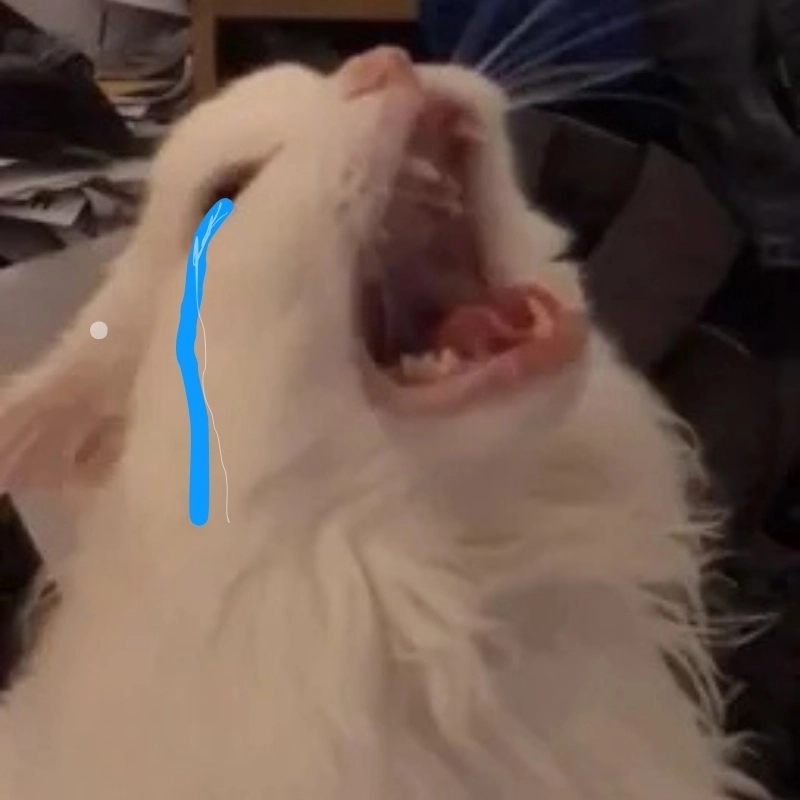 Há mồm meme mèo khóc thể hiện cú sốc vừa hài vừa đáng yêu