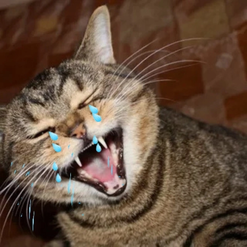 Con mèo meme khóc giúp lan tỏa cảm xúc dễ thương nhẹ nhàng