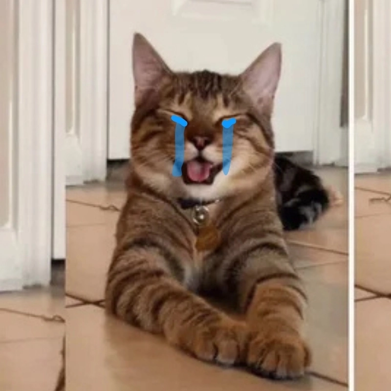 Cảm xúc vừa vô hồn vừa đáng yêu của vô tri meme mèo khóc cute