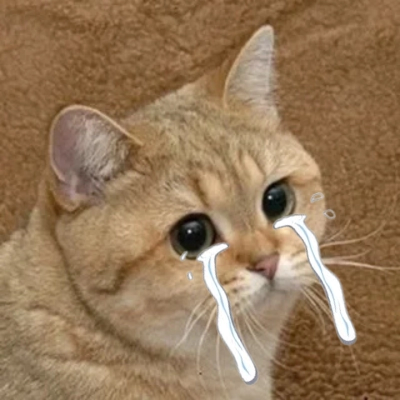Mức độ cute quá tải khiến meme mèo xỉu cũng phải gục ngã