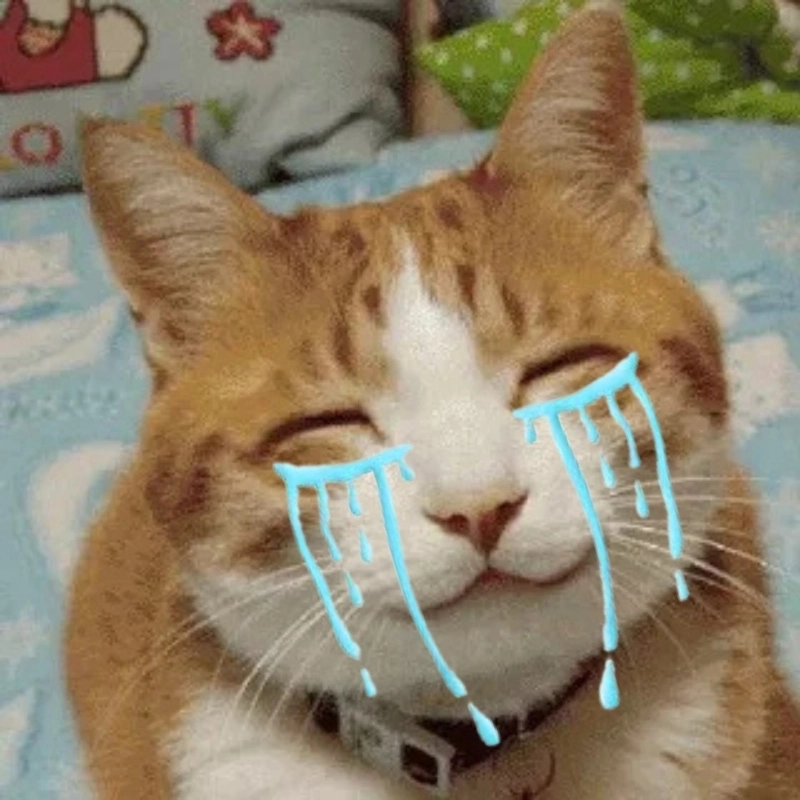Nhìn meme mèo cute dỗi mà vừa thương vừa buồn cười