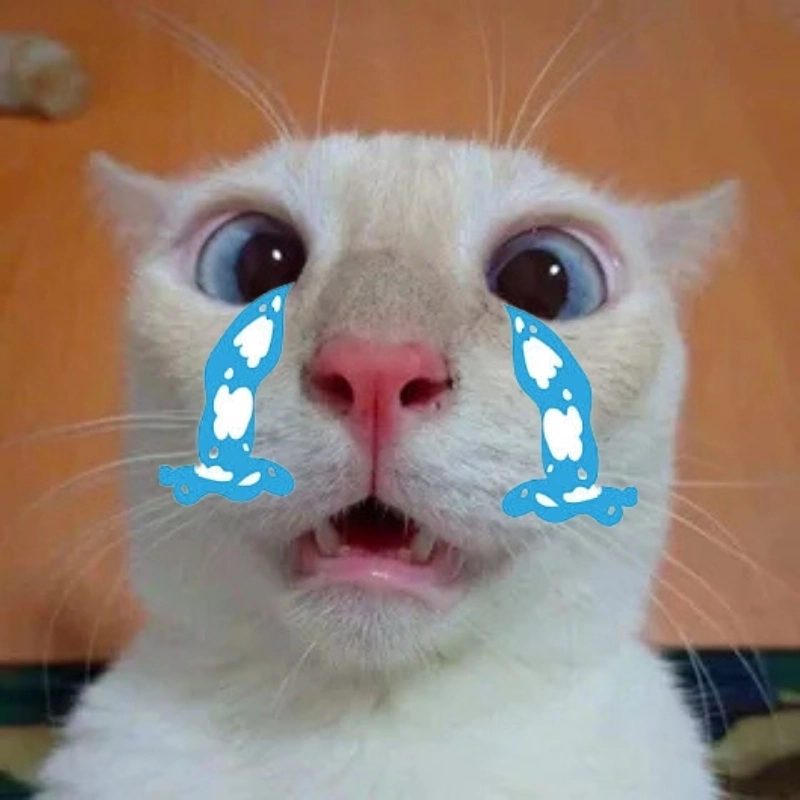 Tuyển chọn ảnh mèo cute meme giận dỗi khiến bạn thổn thức