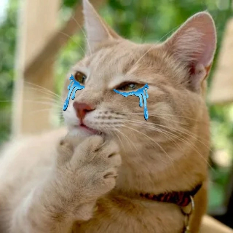Ảnh meme con mèo khóc thể hiện cảm xúc dễ thương lạ thường