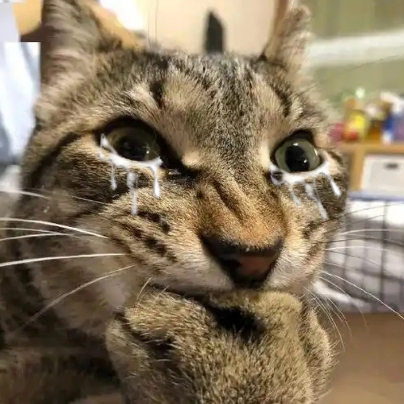 Ảnh con mèo khóc meme mang đến cảm xúc vừa buồn vừa vui