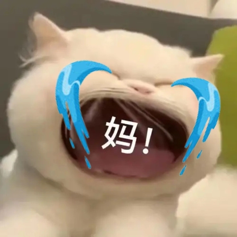Meme mèo khóc che miệng là đỉnh cao của biểu cảm meme