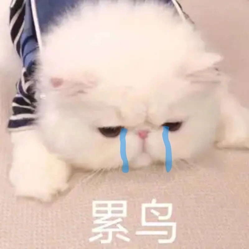 Khóc meme mèo giúp bạn giải tỏa tâm trạng một cách dí dỏm