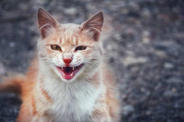 Buồn cười meme mèo cute giúp xua tan căng thẳng bằng sự ngộ nghĩnh