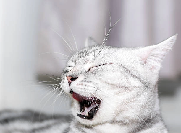 Meme mèo cười hehe thể hiện sự tinh nghịch và vui tươi cực kỳ dễ thương