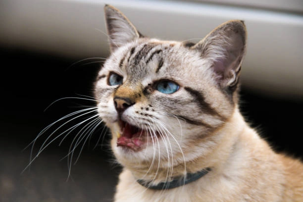 Cười nhếch mép cười đểu meme mèo nhếch mép là combo hoàn hảo để đáp trả