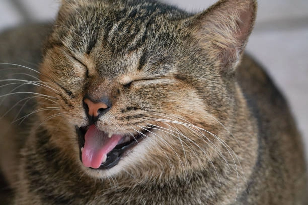 Ảnh mèo buồn cute khiến bạn muốn ôm ngay để an ủi