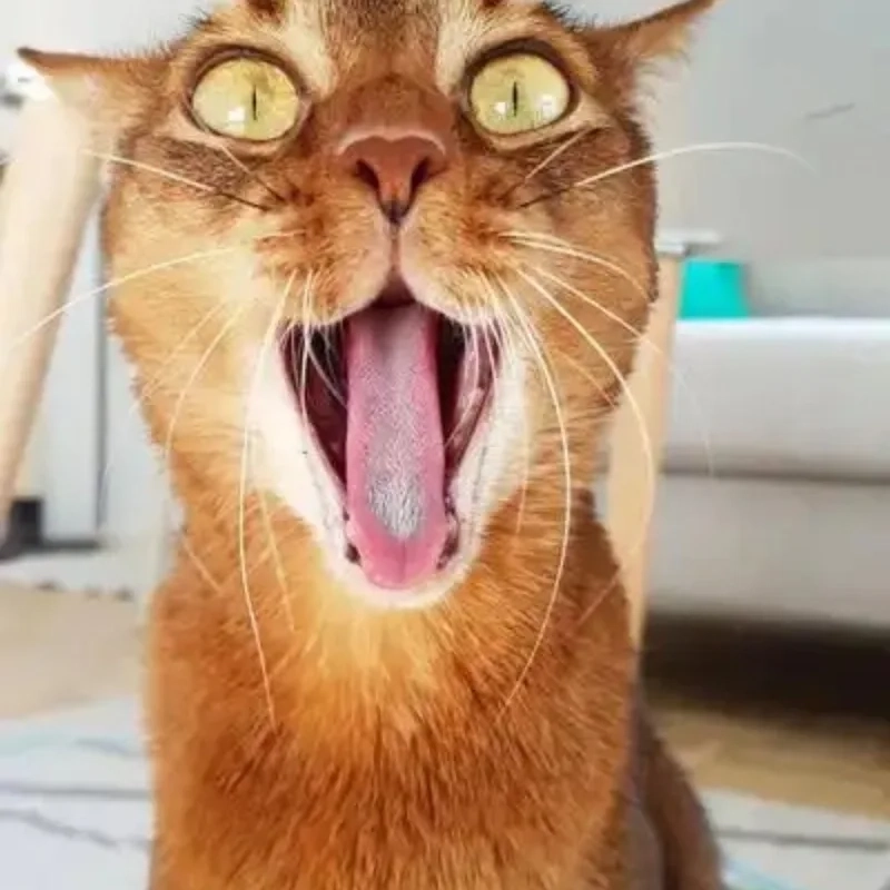 Meme mèo cười bựa chuẩn meme hài cho hội nghiện ảnh chế