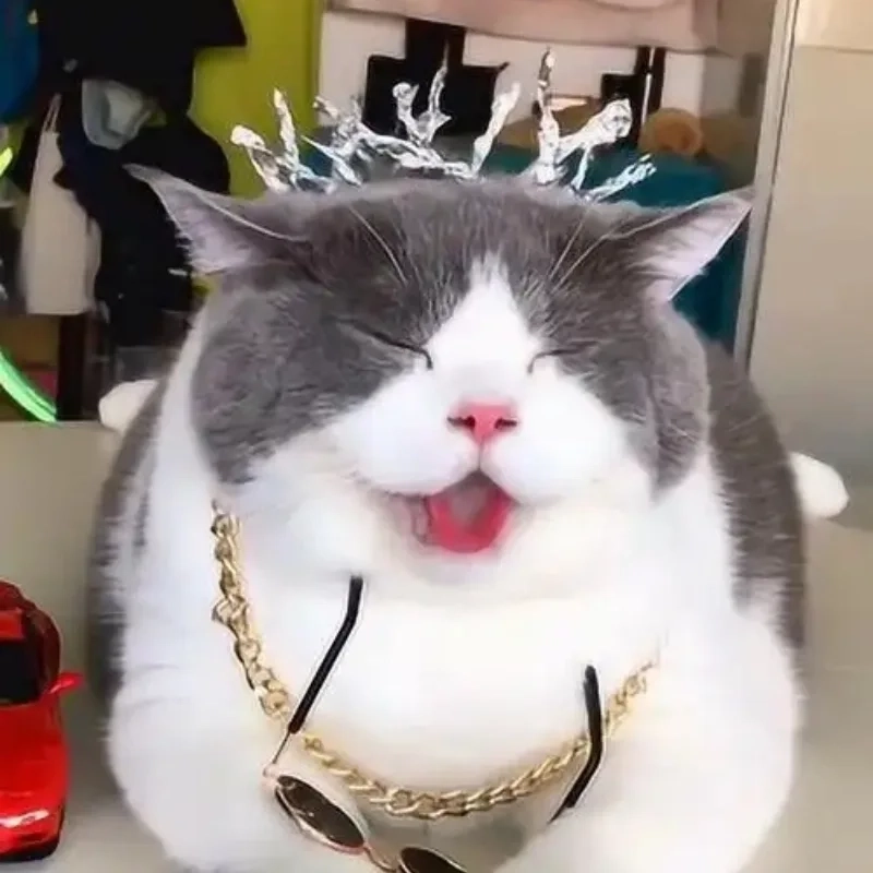 Ảnh mèo cute meme đáng yêu đến mức không thể rời mắt
