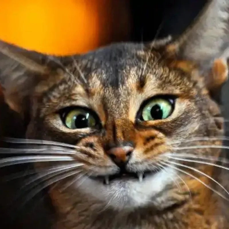 Không thể rời mắt với ảnh mèo bựa cute siêu lầy